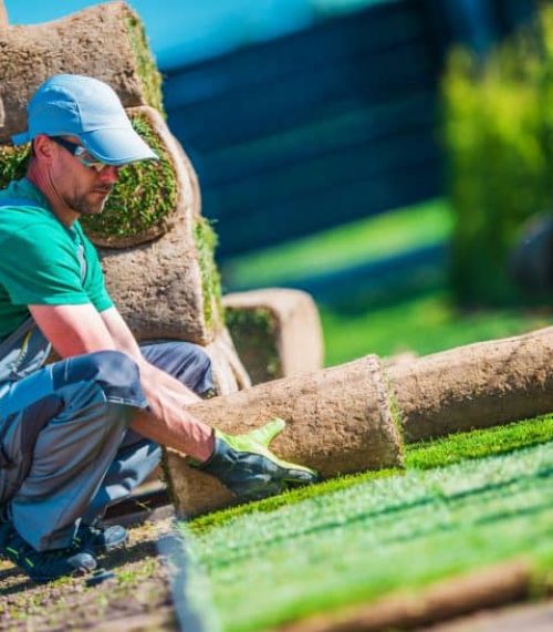 Pose professionnelle de gazon naturel dans un jardin résidentiel