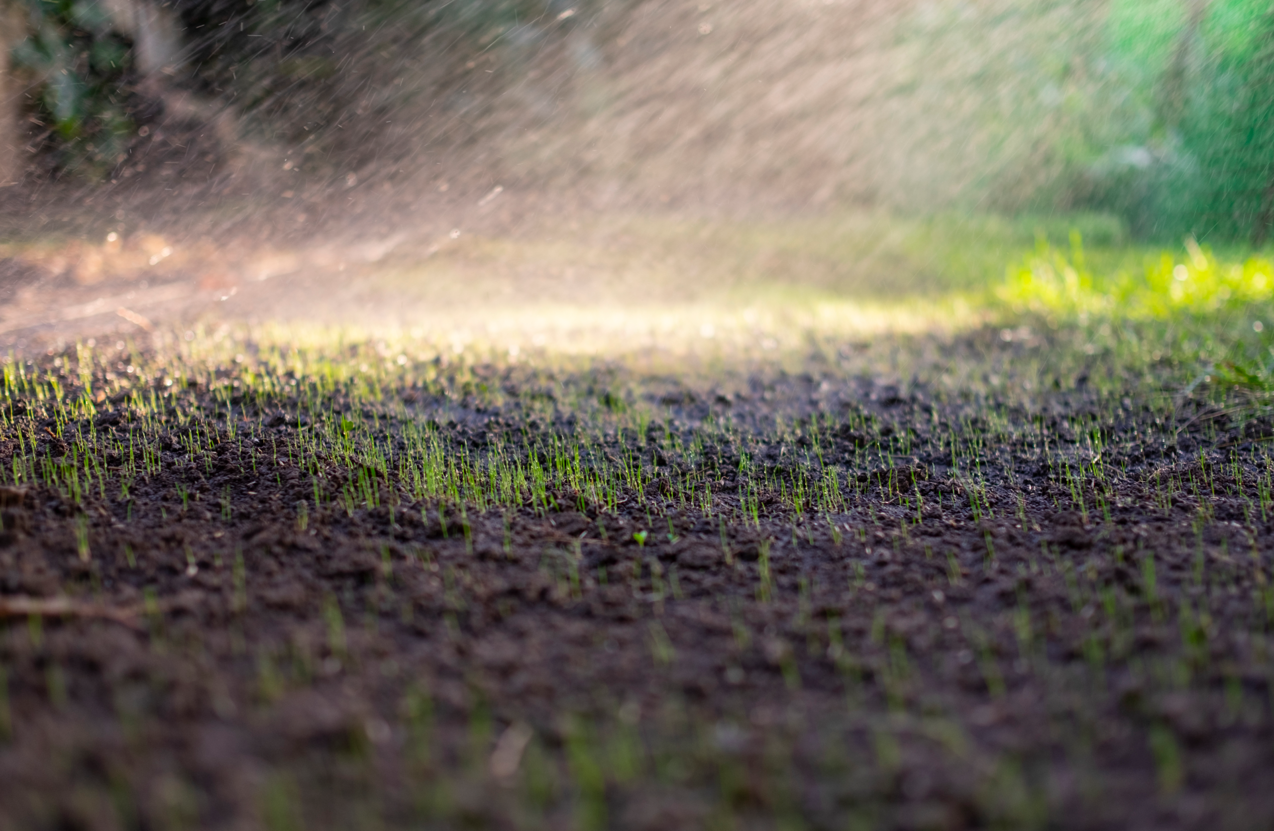 arrosage d'une pelouse en pleine germination après semis traditionnel